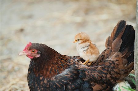 Chick sitting on hen's back Foto de stock - Sin royalties Premium, Código: 633-06322398