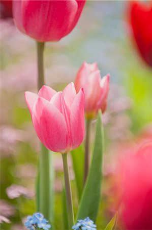 simsearch:633-06322693,k - Pink tulips Stock Photo - Premium Royalty-Free, Code: 633-06322417