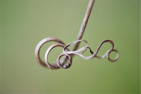 Curled vine tendril Stock Photo - Premium Royalty-Free, Code: 633-06322422