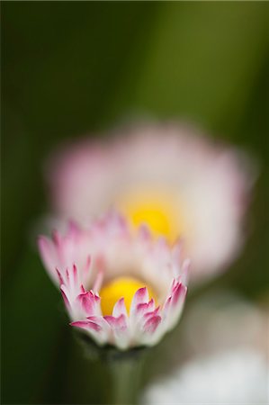 Asters, close-up Stock Photo - Premium Royalty-Free, Code: 633-06322434