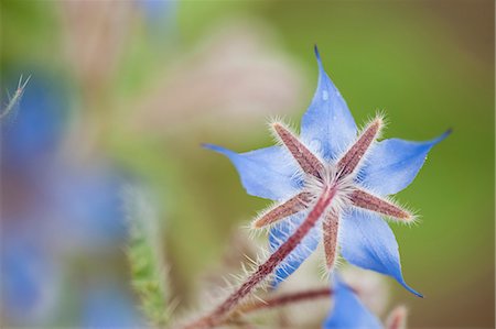 plant botanical - Borage flower Stock Photo - Premium Royalty-Free, Code: 633-06322436