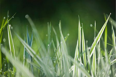 Wet grass Foto de stock - Sin royalties Premium, Código: 633-06322446