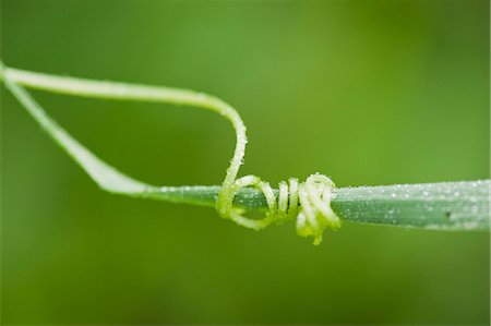 delicate - Tendril coiling around blade of grass Stock Photo - Premium Royalty-Free, Code: 633-06322440