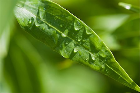 pure - Water drops on leaf Stock Photo - Premium Royalty-Free, Code: 633-06322455