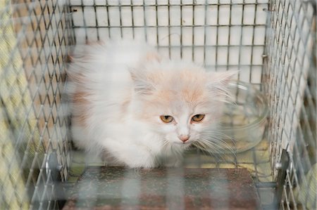 simsearch:632-05991215,k - Kitten in cage Stock Photo - Premium Royalty-Free, Code: 633-06322465