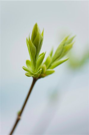 Budding lilac leaves Fotografie stock - Premium Royalty-Free, Codice: 633-06322462