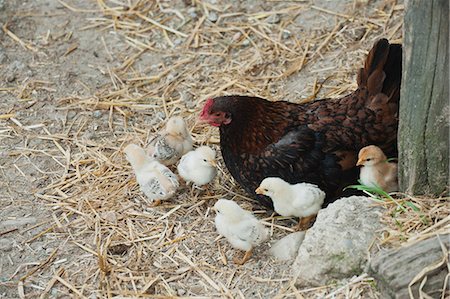 poulet (animal) - Poule et poussins Photographie de stock - Premium Libres de Droits, Code: 633-06322473