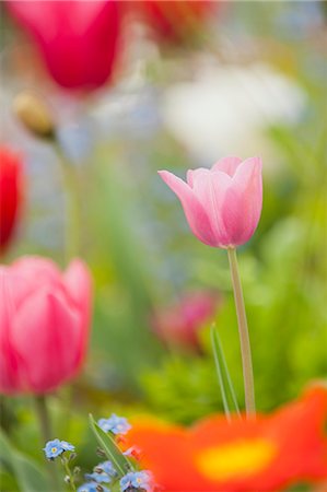 simsearch:633-06322693,k - Tulips blooming in spring Stock Photo - Premium Royalty-Free, Code: 633-06322488