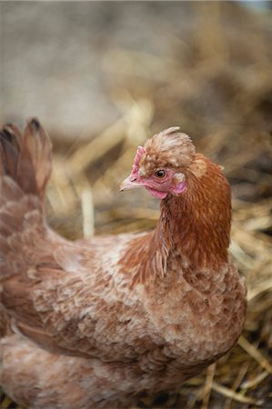 simsearch:633-06322398,k - Hen resting on straw Stock Photo - Premium Royalty-Free, Code: 633-06322504