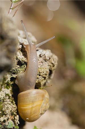 Snail crawling on rock Stock Photo - Premium Royalty-Free, Code: 633-06322514