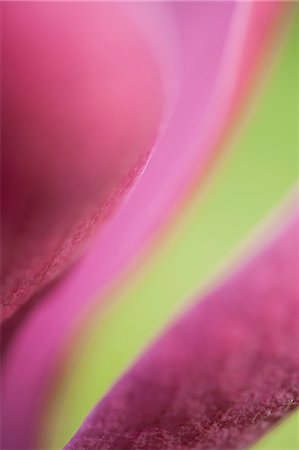 Abstract close-up of tulip Stock Photo - Premium Royalty-Free, Code: 633-06322538