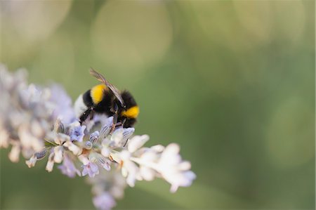 polinización - Bumblebee gathering pollen Foto de stock - Sin royalties Premium, Código: 633-06322567