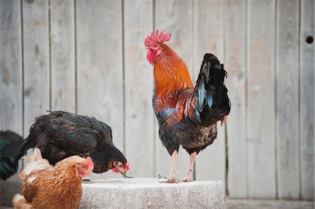rooster - Rooster and hens Stock Photo - Premium Royalty-Free, Code: 633-06322569