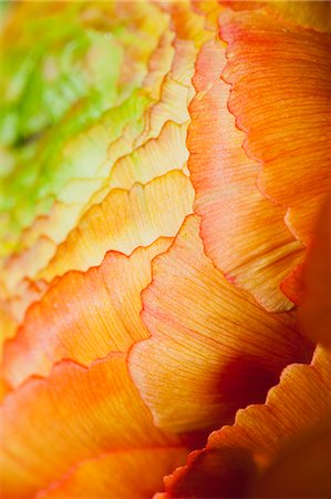 ranunculus sp - Ranunculus flower head, extreme close-up Stock Photo - Premium Royalty-Free, Code: 633-06322588