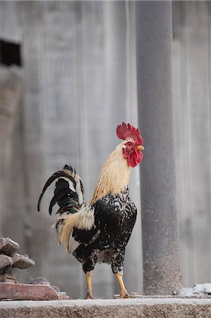 Rooster Stock Photo - Premium Royalty-Free, Code: 633-06322582