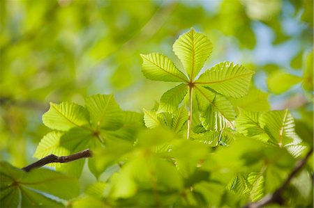 simsearch:633-02417476,k - Feuillage de l'arbre de châtaigne Photographie de stock - Premium Libres de Droits, Code: 633-06322596