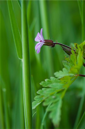 Wild geranium Stock Photo - Premium Royalty-Free, Code: 633-06322599