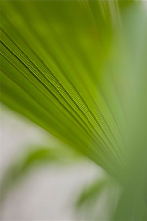 plant macro - Fronde de papyrus, gros plan Photographie de stock - Premium Libres de Droits, Code: 633-06322605