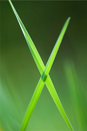 Brins d'herbe a traversé en « x » forme Photographie de stock - Premium Libres de Droits, Code: 633-06322628