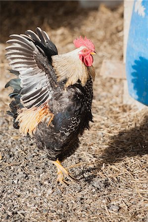 simsearch:633-06322398,k - Rooster, side view Stock Photo - Premium Royalty-Free, Code: 633-06322621