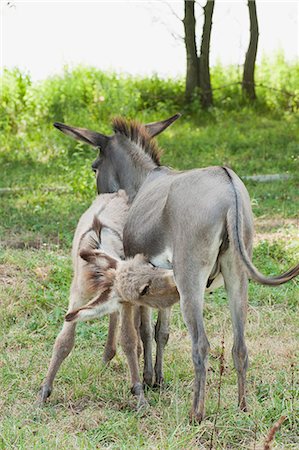 puledro - Donkey foal suckling Fotografie stock - Premium Royalty-Free, Codice: 633-06322638