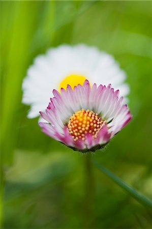 Asters, close-up Stock Photo - Premium Royalty-Free, Code: 633-06322647