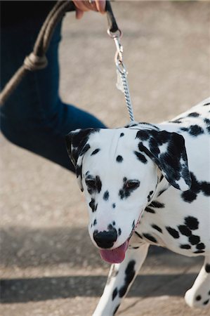 Promener son chien Dalmatien sur Photographie de stock - Premium Libres de Droits, Code: 633-06322689