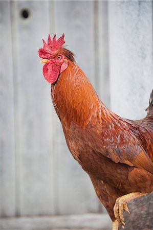 Rooster standing on one leg Foto de stock - Sin royalties Premium, Código: 633-06322683