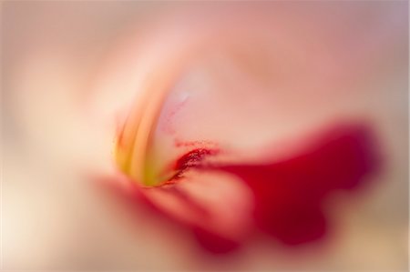 Tulip, extreme close-up Stock Photo - Premium Royalty-Free, Code: 633-06322691