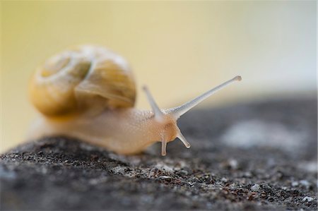 snail - Snail crawling on rock Foto de stock - Sin royalties Premium, Código: 633-06322692