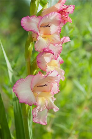 Pink gladiolus flowers Fotografie stock - Premium Royalty-Free, Codice: 633-06322693