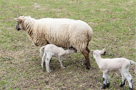 sheep in the fields - Sheep nursing its lambs Stock Photo - Premium Royalty-Free, Code: 633-06354612
