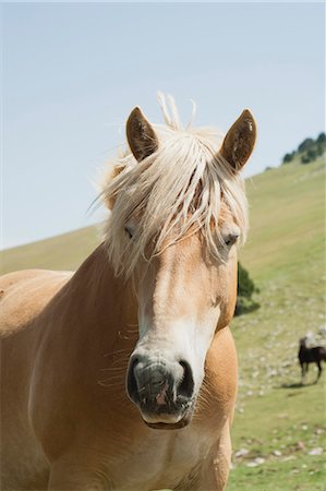 simsearch:632-06029634,k - Pferd im Feld Stockbilder - Premium RF Lizenzfrei, Bildnummer: 633-06354662