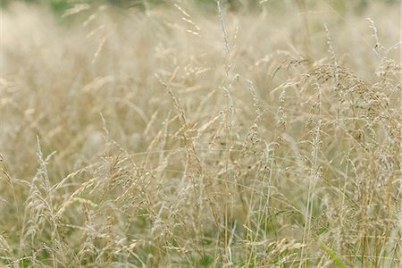 Tall grass, full frame Foto de stock - Sin royalties Premium, Código: 633-06354679