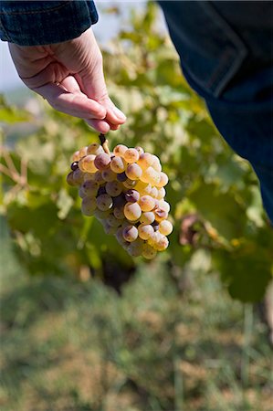 Person harvesting grapes Stock Photo - Premium Royalty-Free, Code: 633-06354693