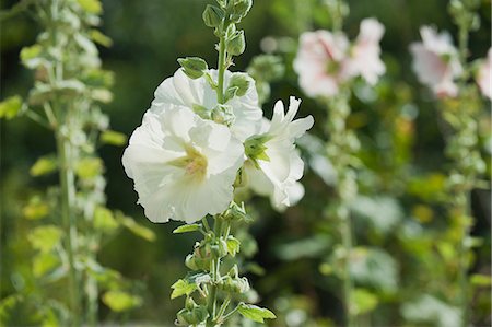 simsearch:633-06322693,k - White hollyhocks Stock Photo - Premium Royalty-Free, Code: 633-06354709