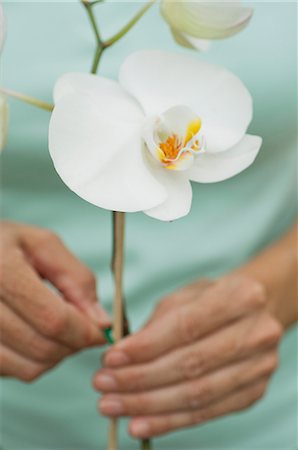 stake - Gardener attaching stake to support orchids Stock Photo - Premium Royalty-Free, Code: 633-06354727