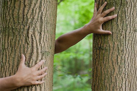 female tree huggers - Child's hands touching tree trunks Stock Photo - Premium Royalty-Free, Code: 633-06354754