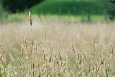 Timothy grass Foto de stock - Sin royalties Premium, Código: 633-06354795