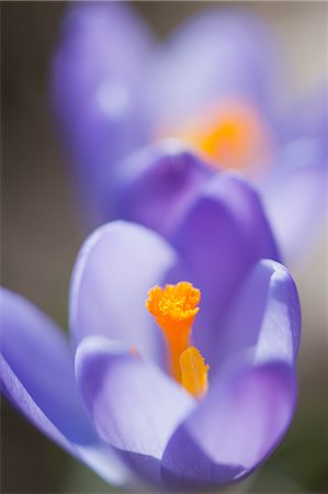 pollination - Purple crocus, close-up Foto de stock - Sin royalties Premium, Código: 633-06354809