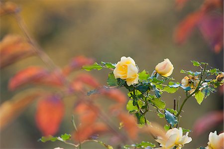 simsearch:633-06322693,k - Yellow roses Stock Photo - Premium Royalty-Free, Code: 633-06354802