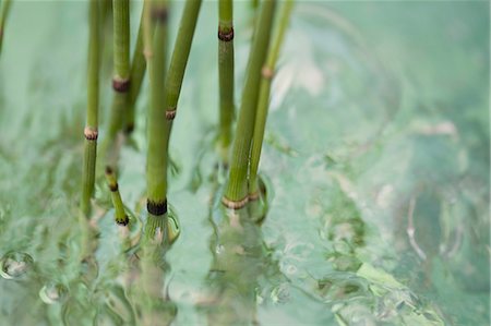 simsearch:633-06354891,k - Horsetail rush (Equisetum hyemale) submerged in water Foto de stock - Sin royalties Premium, Código: 633-06354842