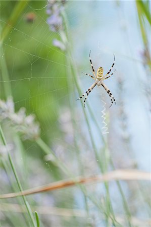 spider - Wasp spider (Argiope bruennichi) Foto de stock - Sin royalties Premium, Código: 633-06354875