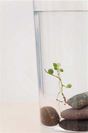 simsearch:633-02417737,k - Uprooted plant (Senecio rowleyanus) on top of stack of rocks Fotografie stock - Premium Royalty-Free, Codice: 633-06354979