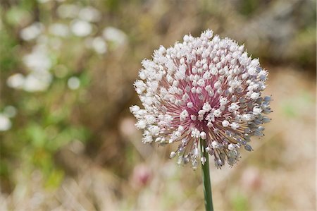 Leek flower (allium) Stock Photo - Premium Royalty-Free, Code: 633-06354992