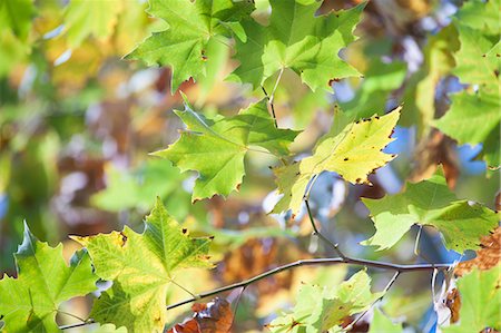 sycamore tree pictures - Sycamore foliage, full frame Stock Photo - Premium Royalty-Free, Code: 633-06355067