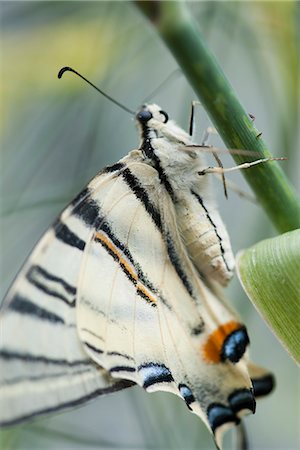 simsearch:633-06406429,k - Zebra swallowtail butterfly Stock Photo - Premium Royalty-Free, Code: 633-06406356