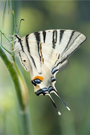 simsearch:633-06406509,k - Zebra swallowtail butterfly Stock Photo - Premium Royalty-Free, Code: 633-06406365