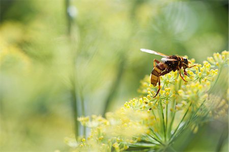 pollination - Wasp pollinating fennel flowers Foto de stock - Sin royalties Premium, Código: 633-06406372