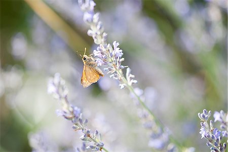 simsearch:633-02065734,k - Skipper butterfly on lavender flowers Foto de stock - Sin royalties Premium, Código: 633-06406380